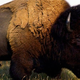 Illustration for article titled Wiki Fun: “Buffalo buffalo Buffalo buffalo buffalo buffalo Buffalo buffalo” is grammatically correct